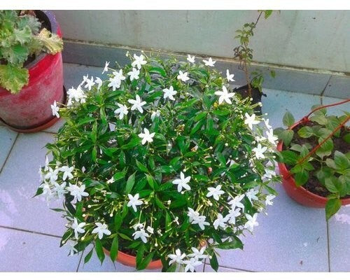 Seeds Chandni Flower Plant