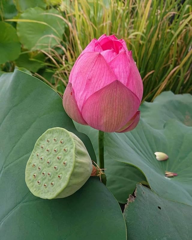 Lotus seeds