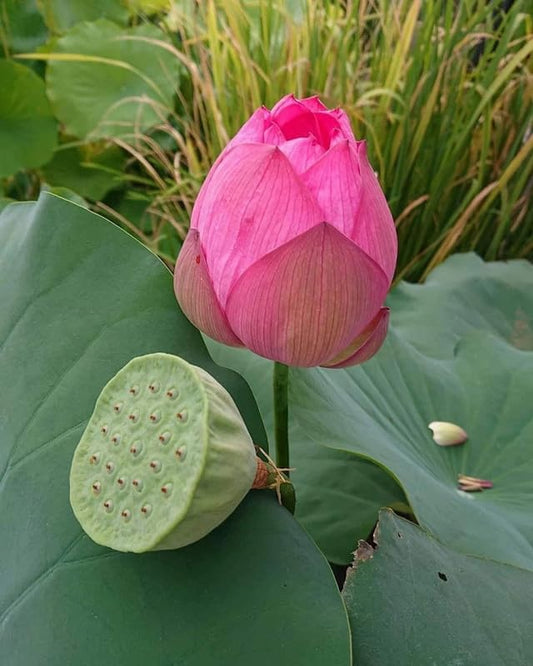 Lotus seeds