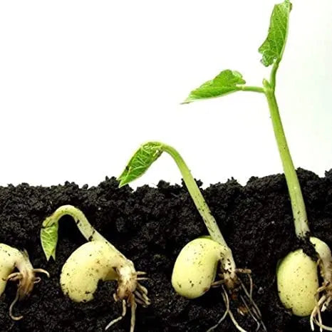 Vermicompost Fertilizer for Plants (Pack of 1)