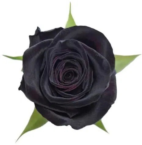 Seeds Black Baccara Rose Plant